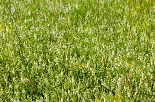 Wild flowers — Stock Photo, Image