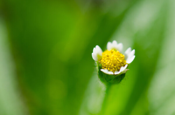 Little white flower