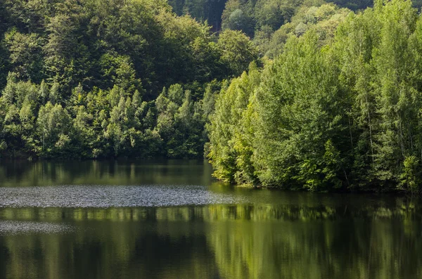 Erdő és tó — Stock Fotó