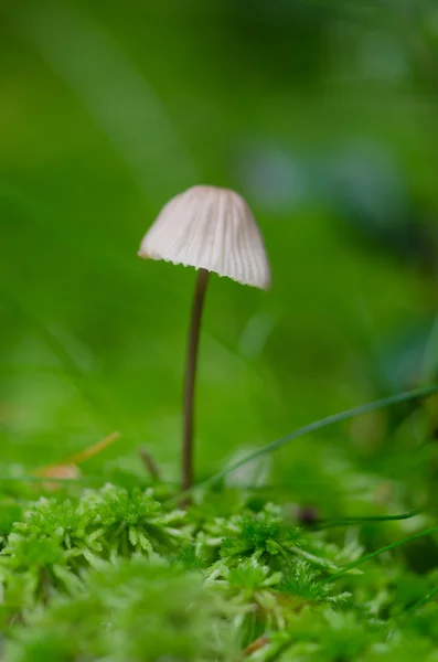 Tiny mushroom grown in moss — Stock Photo, Image