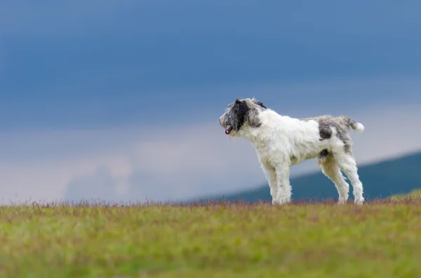 Bir çayır koyun koruma köpeği — Stok fotoğraf