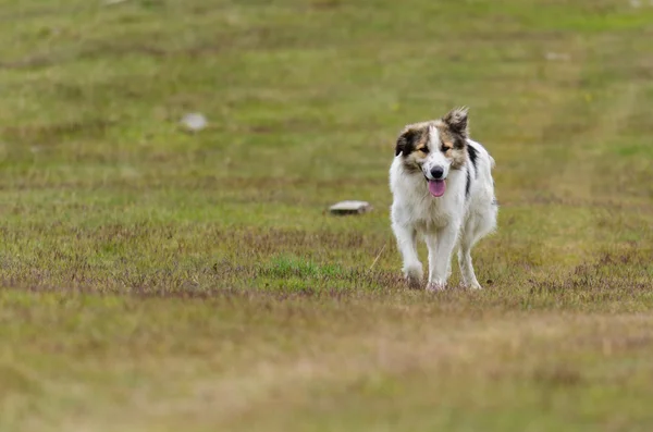 Dog guarding sheep in a meadow — Stock Photo, Image