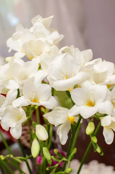 Blumenschmuck — Stockfoto