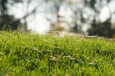 çim ve örümcek ağı
