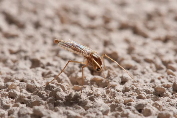 Mosquito — Stock Photo, Image