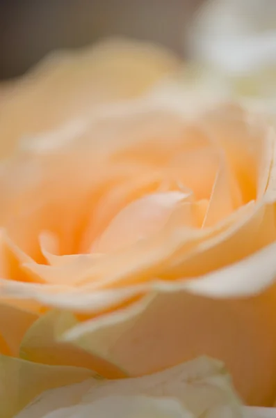 Rose orange — Photo