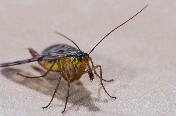 Scorpion fly — Stock Photo, Image