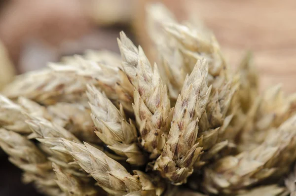 Barley — Stock Photo, Image