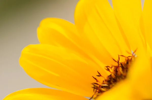 Sonnenblume — Stockfoto