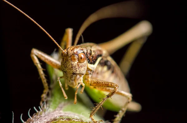 Mantide religiosa — Foto Stock