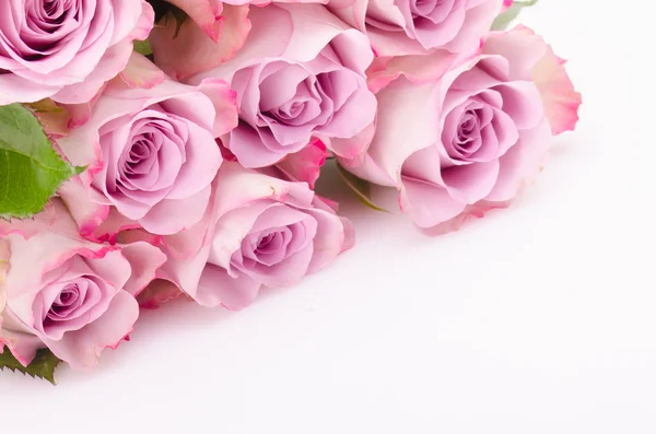 Fuchsia roses — Stock Photo, Image