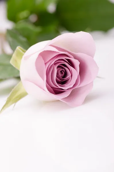 Rose fuchsia — Stock Photo, Image