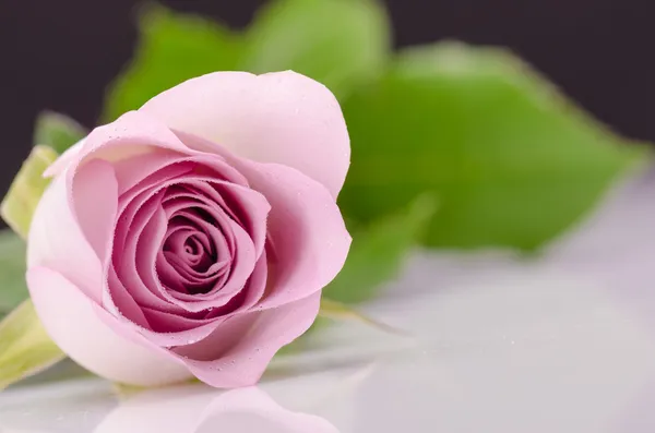 Fuchsia rose — Photo
