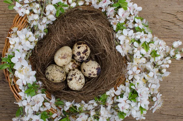 Quail eggs — Stock Photo, Image