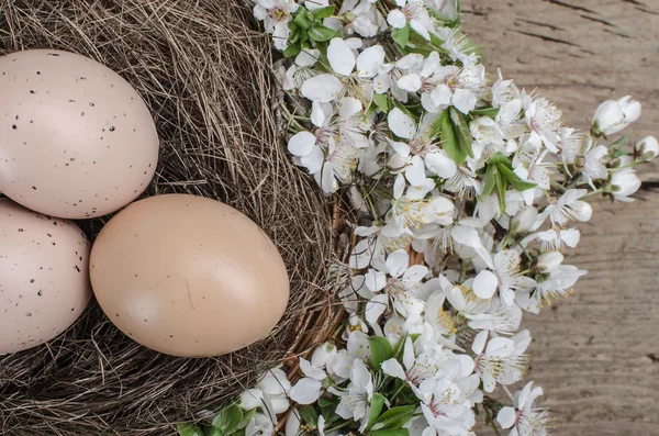 Hønseegg – stockfoto