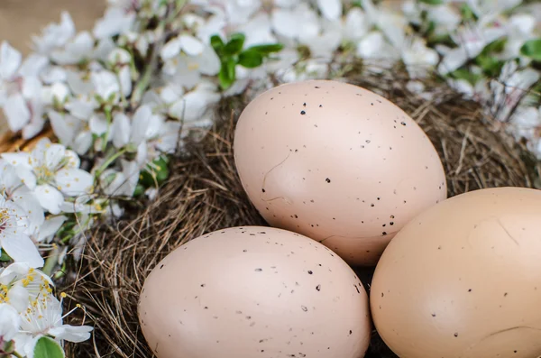 Куриные яйца — стоковое фото