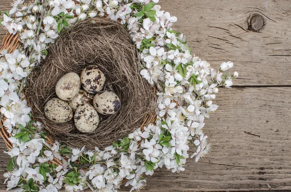 Huevos de codorniz — Foto de Stock