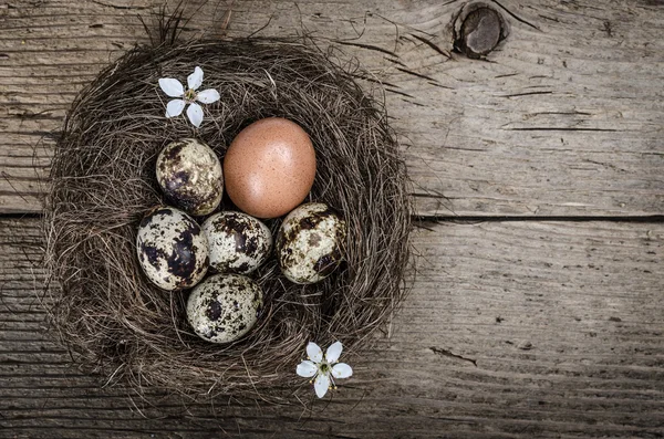 Huevos de codorniz — Foto de Stock