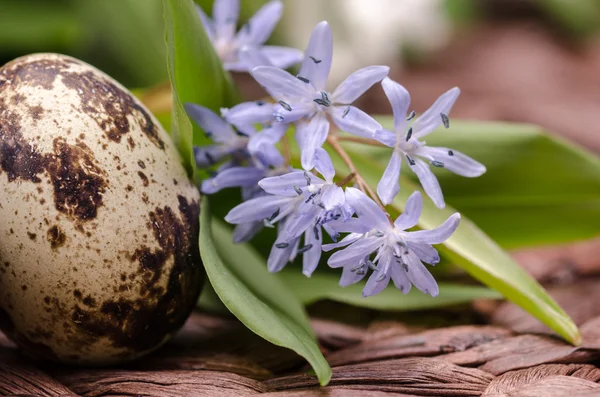 Vaktelägg — Stockfoto