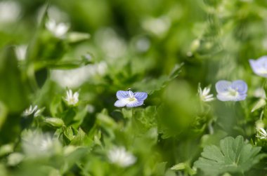 mavi ve beyaz bahar çiçekleri