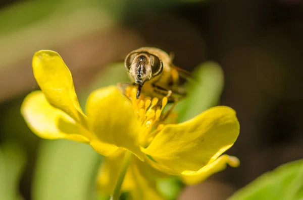 Bee en geel bloem — Stockfoto