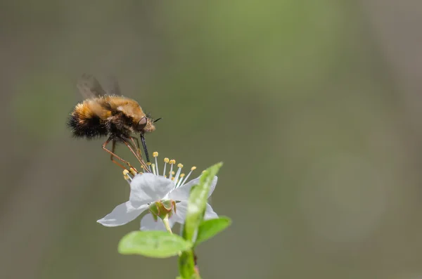Літаючий жук і квітка квітки — стокове фото