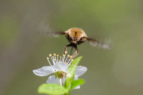 Летающий жук и цветок-бабочка — стоковое фото