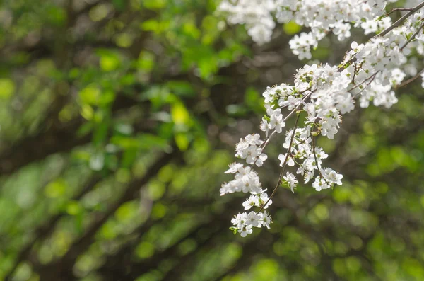 Ciruela flores de cereza — Foto de Stock