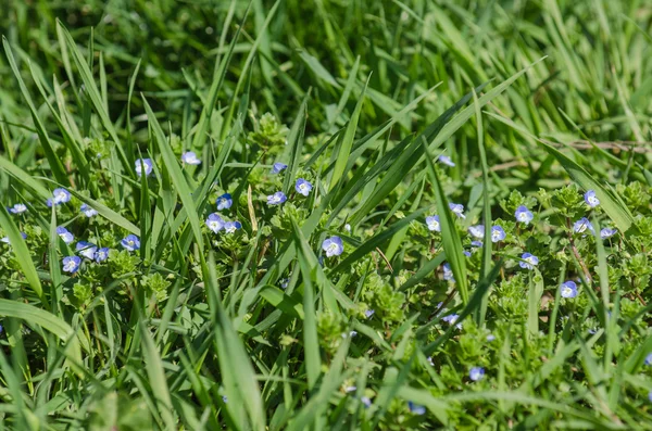 Blue little flowers — Stock Photo, Image