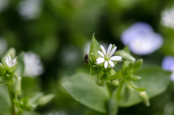 Flores de primavera azuis e brancas — Fotografia de Stock