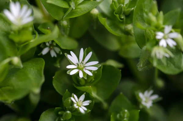 Vita vårblommor — Stockfoto