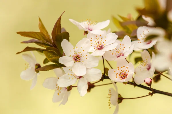 Abrikoos bloemen — Stockfoto