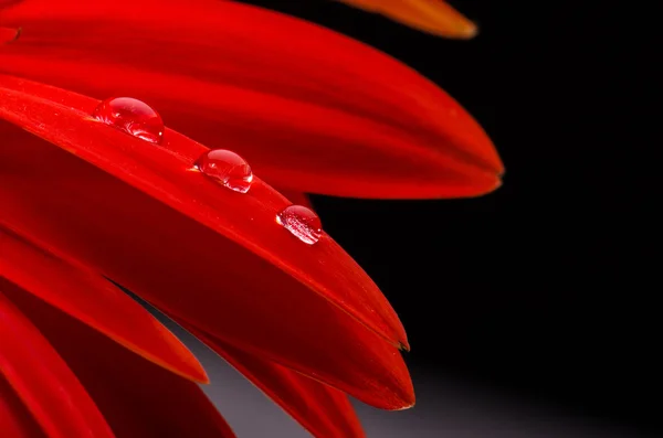 Красная гербера и капли воды — стоковое фото