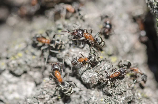 Ants — Stock Photo, Image