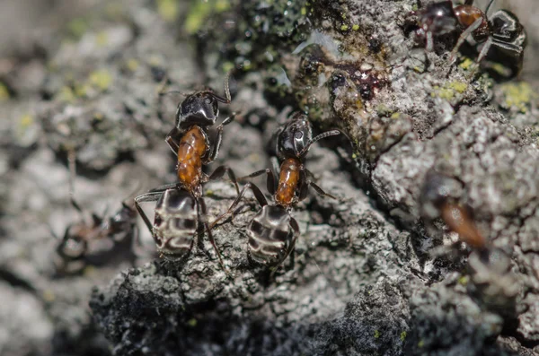 Ants Eating Insect — Stock Photo © revvo #207276438