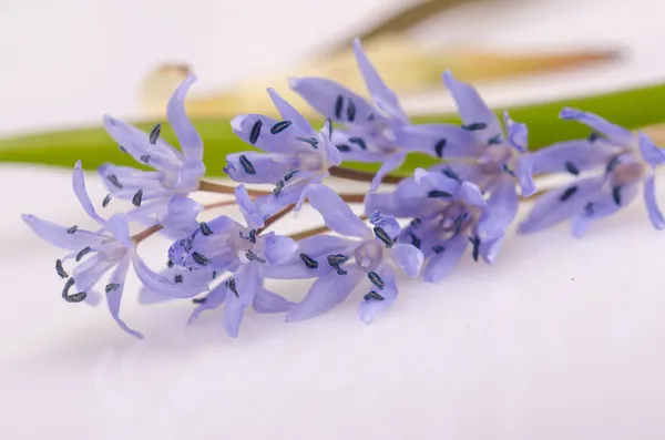 BlueBell — Foto Stock