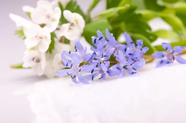 Flowers — Stock Photo, Image