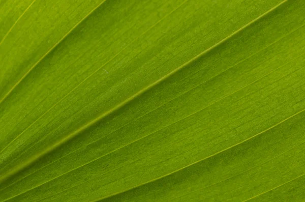 Grönt blad — Stockfoto