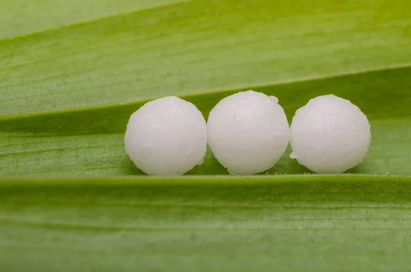 Homöopathisches Granulat — Stockfoto