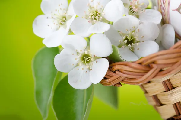 Flores de maçã — Fotografia de Stock