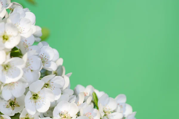 Flores de maçã — Fotografia de Stock