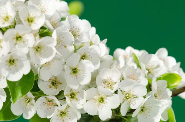 Fiori di mela — Foto Stock