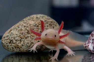 Axolotl egzotik ve sevimli bir evcil hayvan..