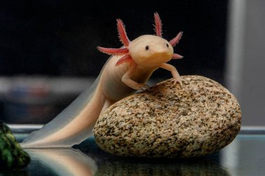 Bir taşın üzerinde şirin bir axolotl duruyor.