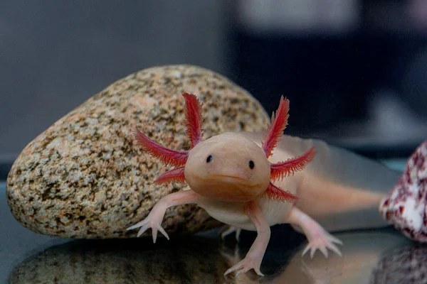 Axolotl Ist Ein Exotisches Und Sehr Süßes Haustier — Stockfoto