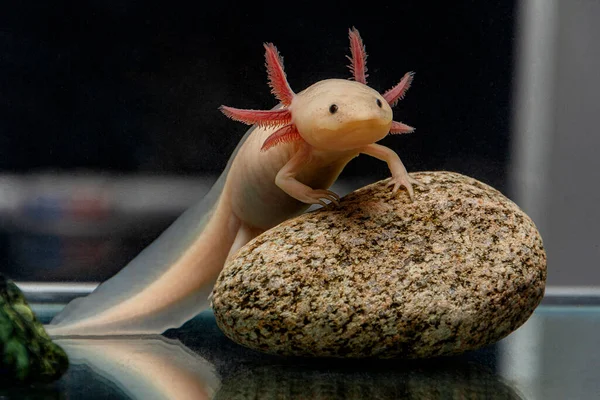 Axolotl Bonito Posa Uma Pedra — Fotografia de Stock