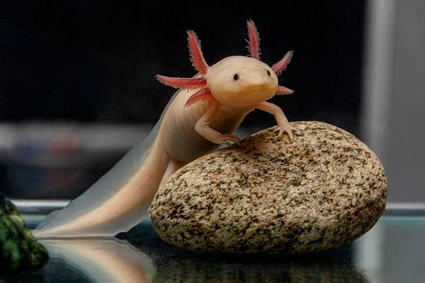 Cute Axolotl Poses Stone Stock Photo