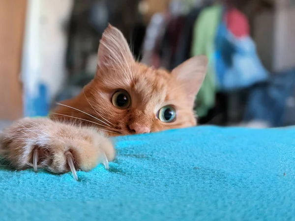 Ginger Gato Escondendo Preparando Para Ataque — Fotografia de Stock