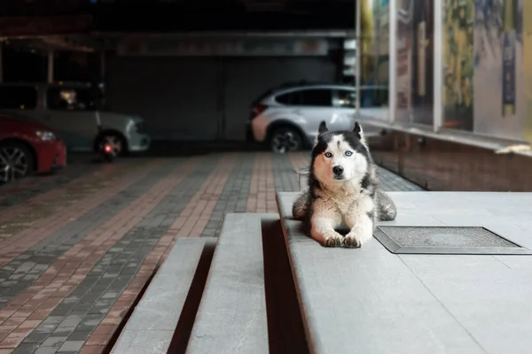 Грустная Потерянная Хаски Маламут Собака Сидящая Лестнице Одна Улице — стоковое фото