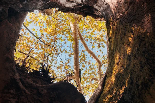 Stromové Větve Obloha Pohled Zevnitř Starého Stromu Velkou Dutinou — Stock fotografie